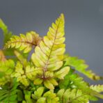 paproc-orliczka-pteris-quadriaurita-tricolor