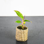 aglaonema-red-gold-baby