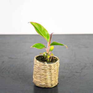 aglaonema-red-gold-baby