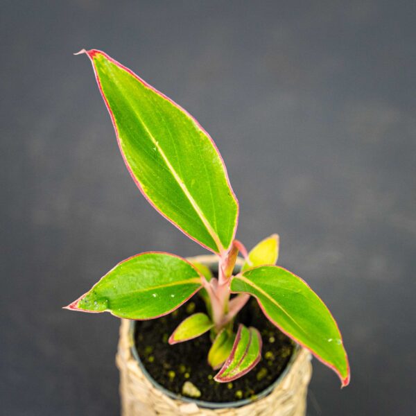 aglaonema-red-gold-baby aglaonema-red-gold-baby