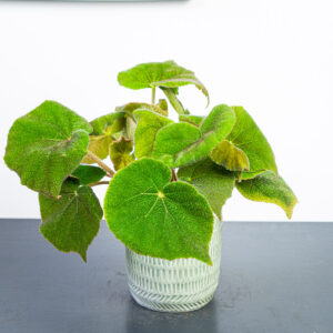 Begonia masoniana 'jungle'