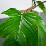 philodendron-squamiferum