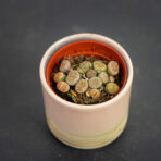 zywe-kamienie-lithops-baby