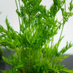 paproc-orliczka-zabkowana-pteris-straminea