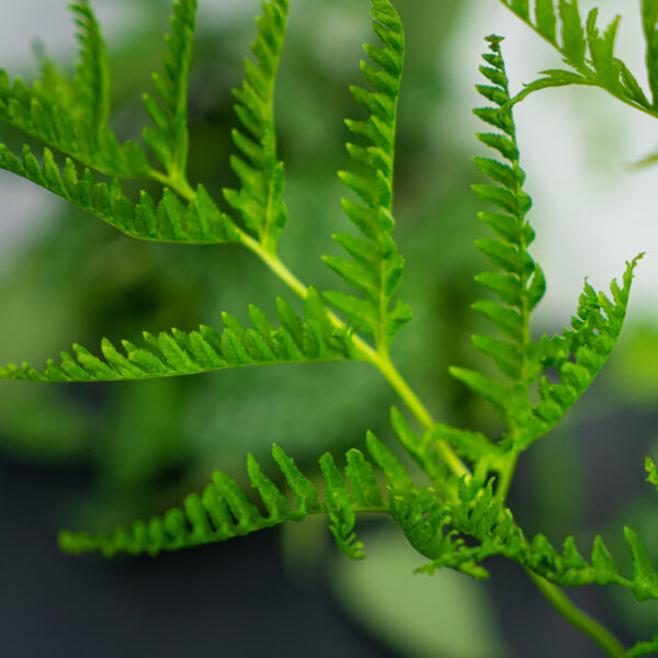 paproc-orliczka-zabkowana-pteris-straminea paproc-orliczka-zabkowana-pteris-straminea