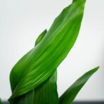 aspidistra-wyniosla-elatior