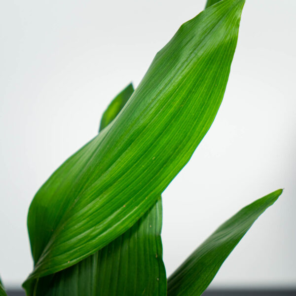 aspidistra-wyniosla-elatior aspidistra-wyniosla-elatior