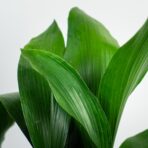 aspidistra-wyniosla-elatior