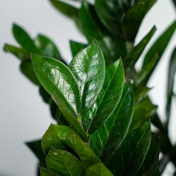 zamioculcas-supernova-zamiokulkas zamioculcas-supernova-zamiokulkas
