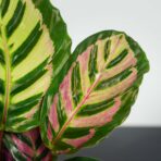calathea-roseopicta-cora