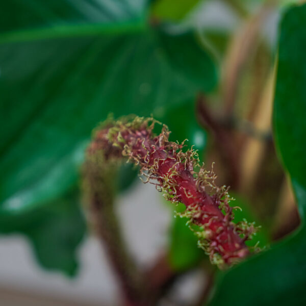 philodendron-squamiferum philodendron-squamiferum