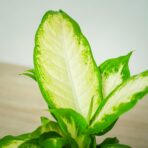 diffenbachia-maculata-camila