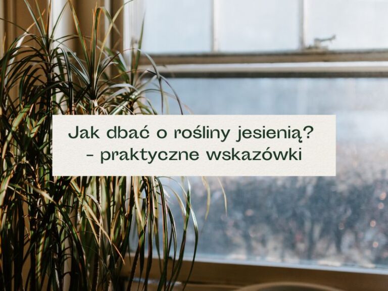 Rośliny i okno z widocznym szronem