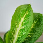 aglaonema-key-lime