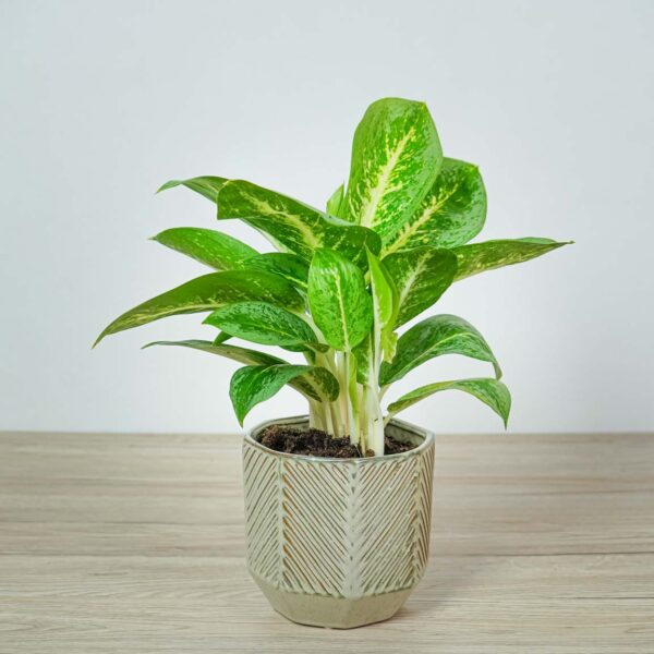 aglaonema-key-lime aglaonema-key-lime