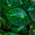 begonia-kingiana