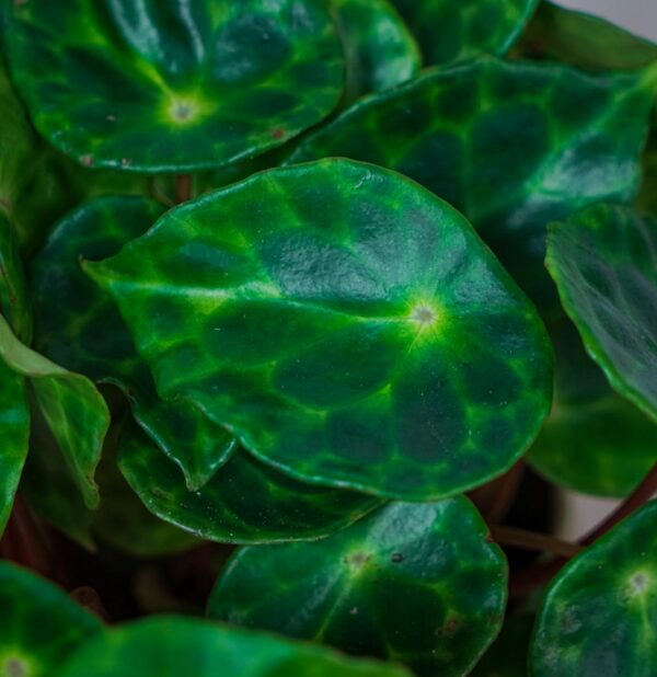 begonia-kingiana (2) begonia-kingiana
