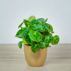 begonia-kingiana