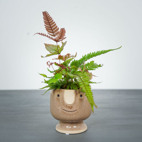 paproc-orliczka-pteris-quadriaurita-tricolor paproc-orliczka-pteris-quadriaurita-tricolor