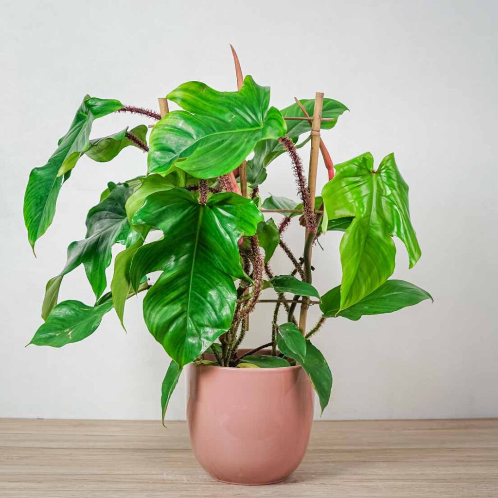 Philodendron squamiferum na drabince