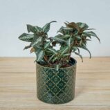 pilea-frendship-spruceana-silver-tree
