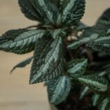 pilea-frendship-spruceana-silver-tree