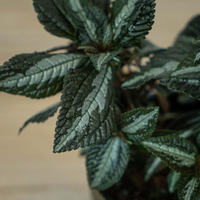 pilea-frendship-spruceana-silver-tree (2) pilea-frendship-spruceana-silver-tree
