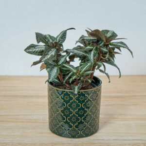pilea-frendship-spruceana-silver-tree