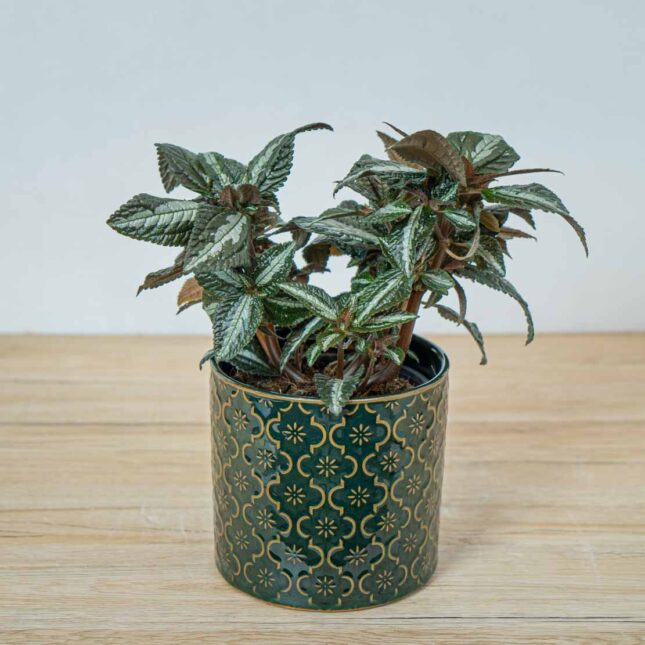 pilea-frendship-spruceana-silver-tree pilea-frendship-spruceana-silver-tree