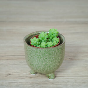 sedum-burrito-baby
