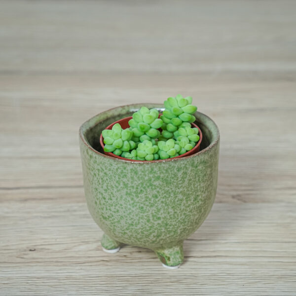 sedum-burrito-baby