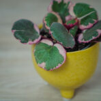 skalnica-rozlogowa-tricolor-saxifraga-baby