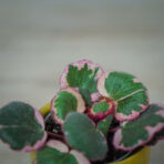 skalnica-rozlogowa-tricolor-saxifraga-baby