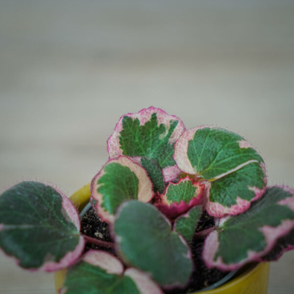skalnica-rozlogowa-tricolor-saxifraga-baby (3) skalnica-rozlogowa-tricolor-saxifraga-baby