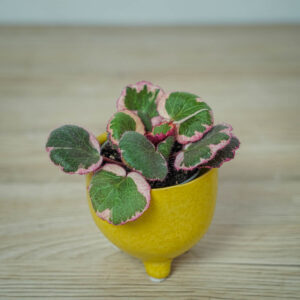 skalnica-rozlogowa-tricolor-saxifraga-baby
