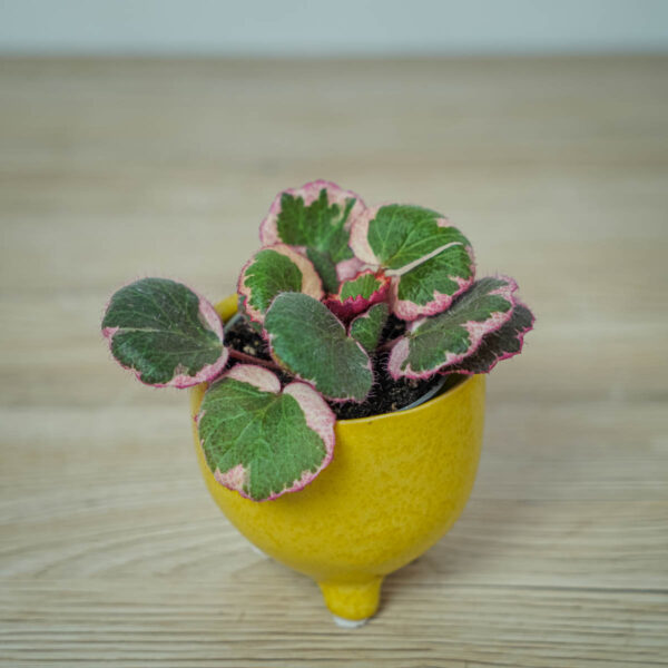 skalnica-rozlogowa-tricolor-saxifraga-baby