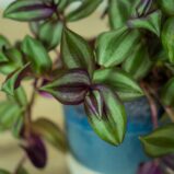 trzykrotka-zebrina-violet-hill-tredescantia-zebrina