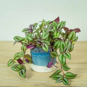 trzykrotka-zebrina-violet-hill-tredescantia-zebrina