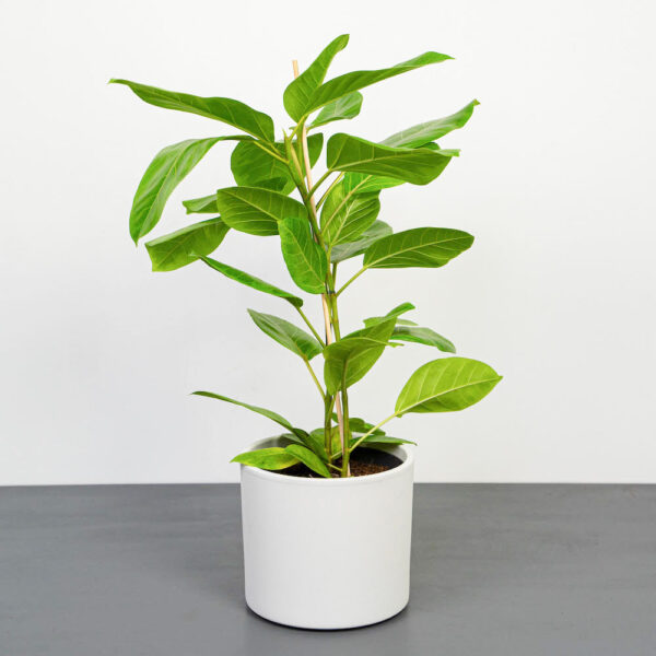 fikus-bengalski-altissima-variegata-ficus