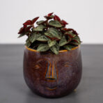 peperomia-trinervis