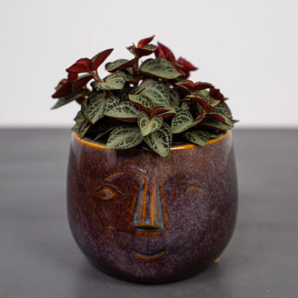 peperomia-trinervis