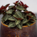 peperomia-trinervis