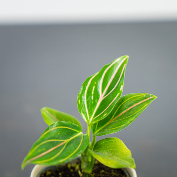 aglaonema-red-vein-baby aglaonema-red-vein-baby