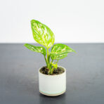 aglaonema-white-dalmatian-baby
