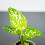 aglaonema-white-dalmatian-baby