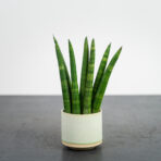 sansevieria-cylindrica-fan-baby