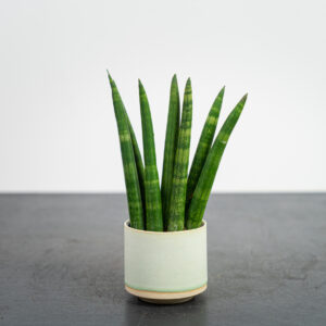 sansevieria-cylindrica-fan-baby