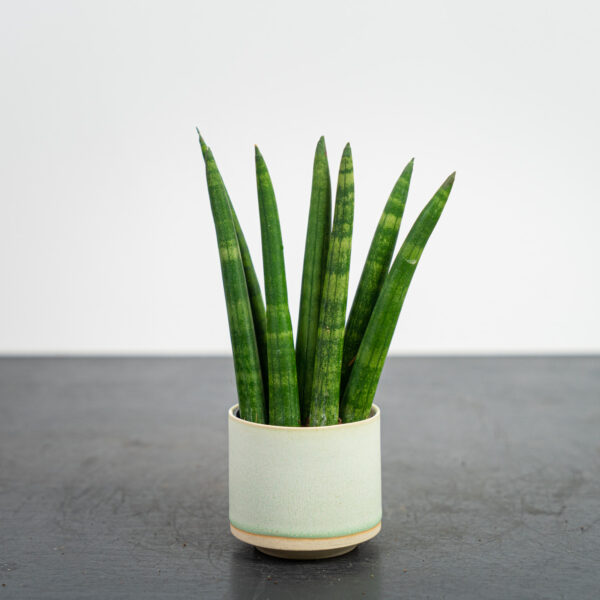 sansevieria-cylindrica-fan-baby