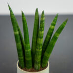 sansevieria-cylindrica-fan-baby