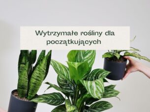 Rośliny o dużych, zielonych liściach